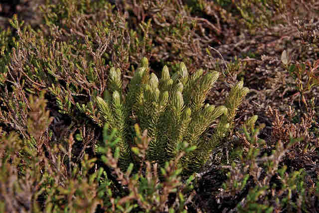 Huperzia serrata Image