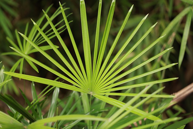 Serenoa repens Image